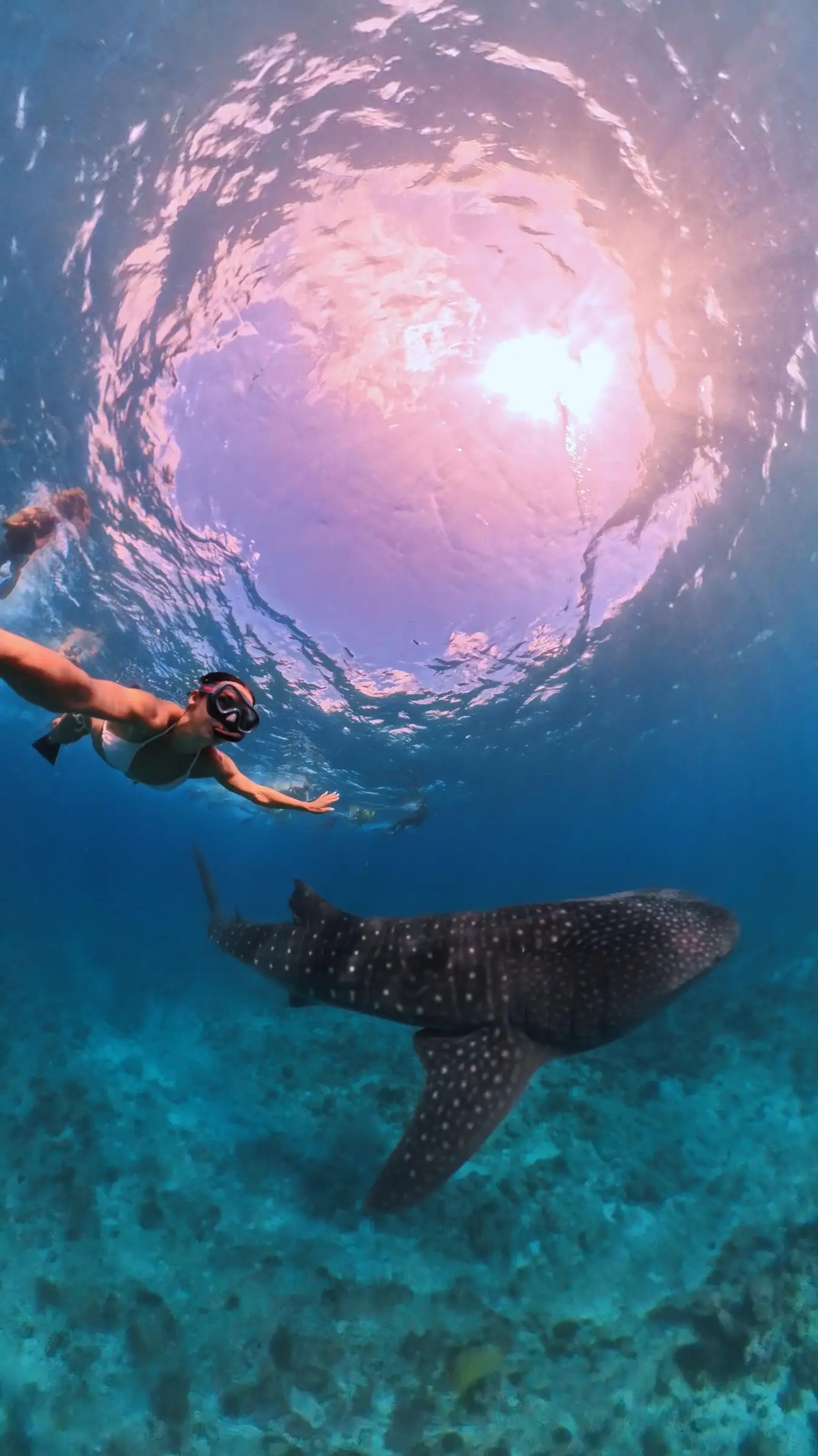 Snorkeller swimming above a whale shark in the protected waters of South Ari Atoll