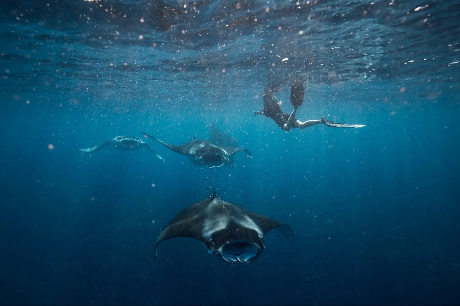 Freediver gliding above two manta rays in South Ari Atoll