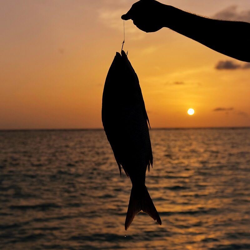 Freshly caught fish held against the sunset near Maamigili