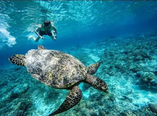 Green sea turtle swimming over coral near Maamigili