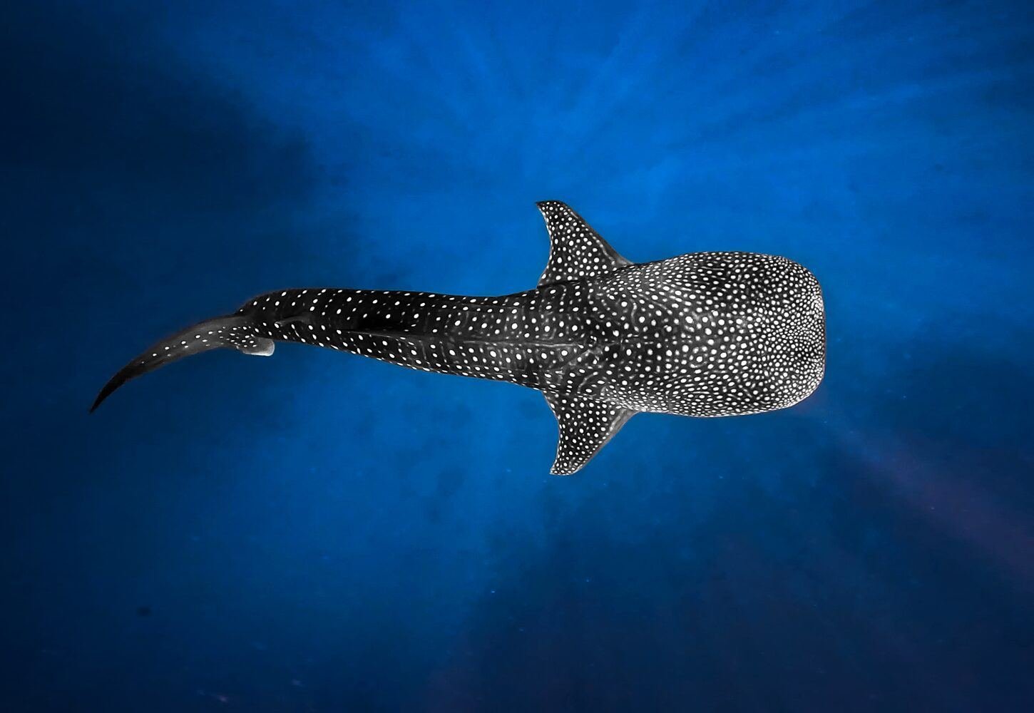 Whale shark swimming in the clear waters of South Ari Atoll
