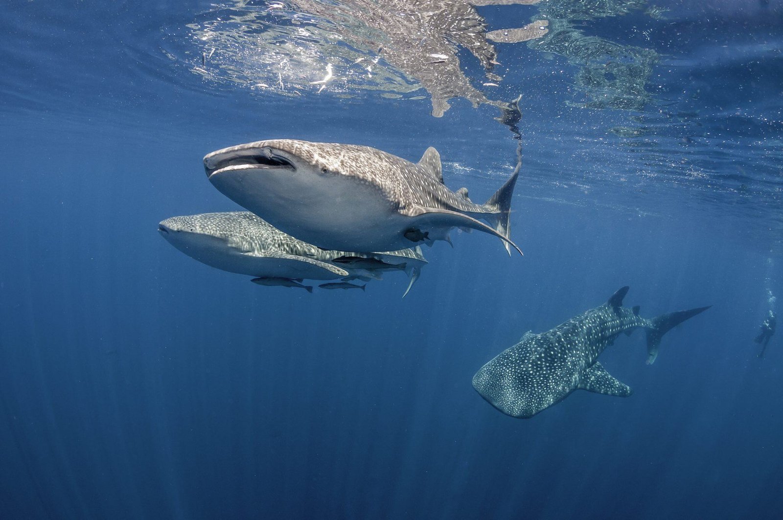 A whale shark gliding through the blue off Maamigili in South Ari Atoll