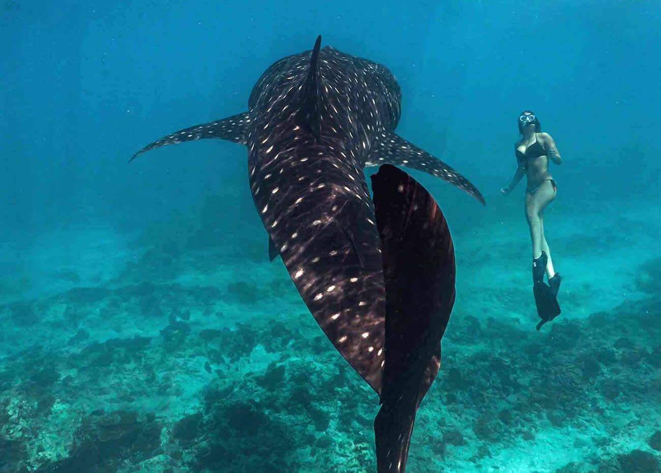 Snorkeler swimming beside a whale shark in South Ari Atoll