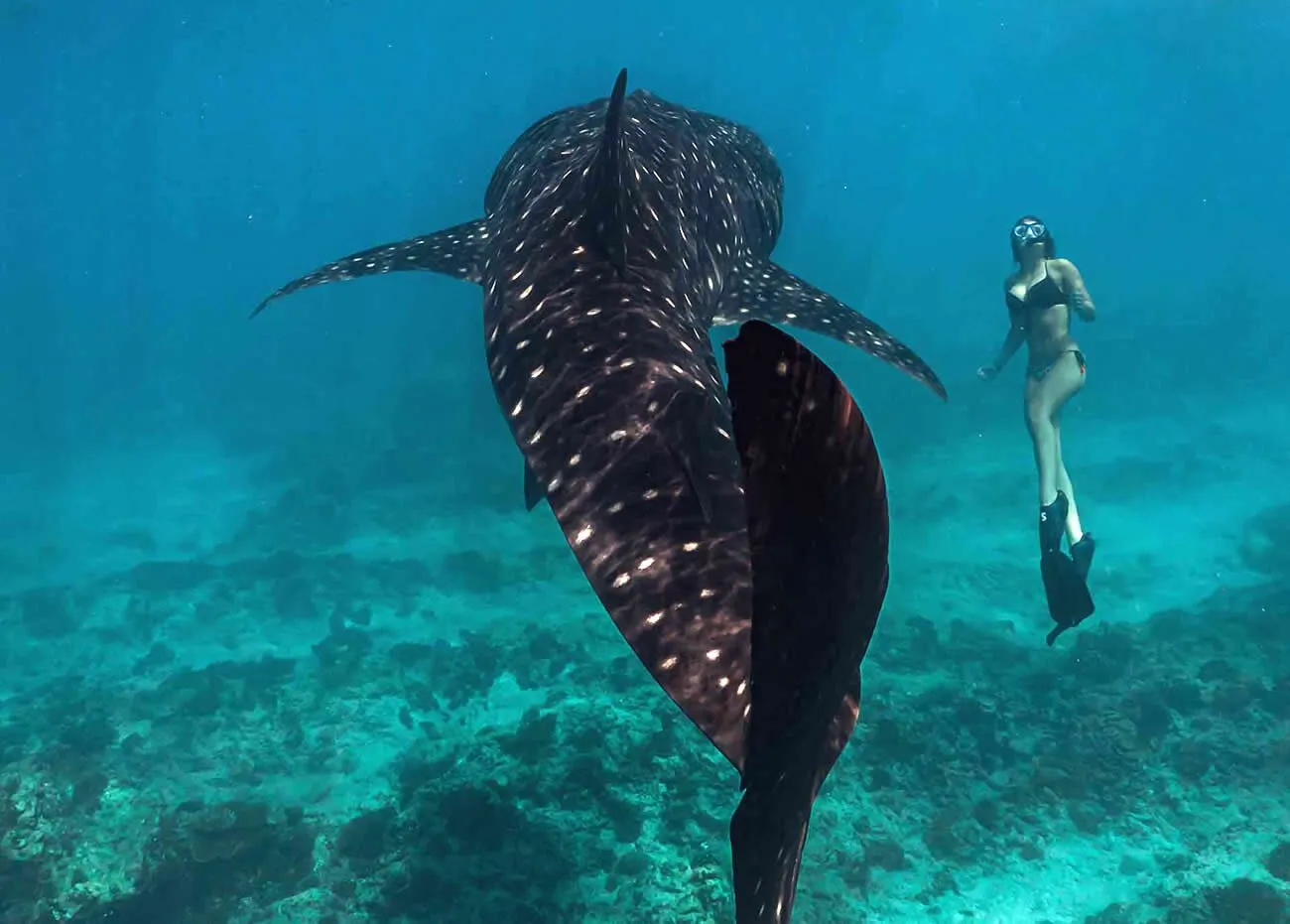 Snorkellers swimming beside a whale shark near Maamigili, Maldives