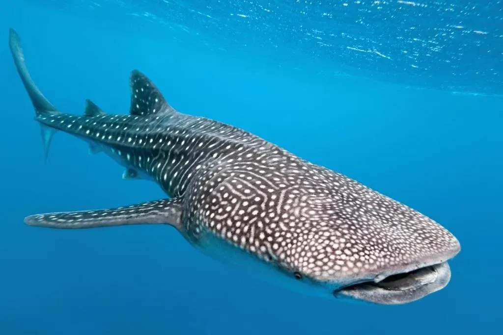 Whale shark gliding through blue water in the South Ari Marine Protected Area