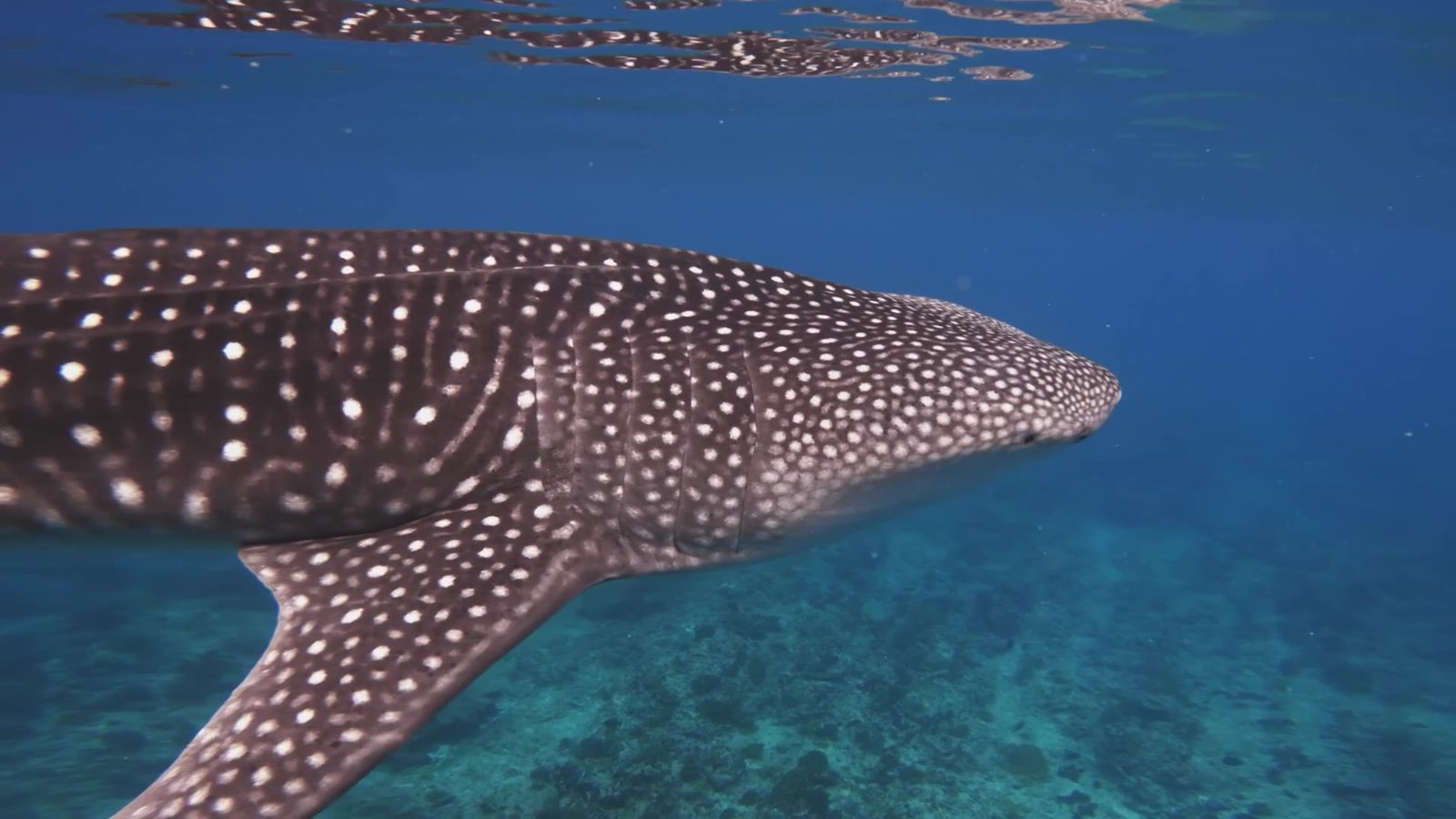 Whale shark swimming just beneath the surface over the reef near Maamigili, South Ari Atoll